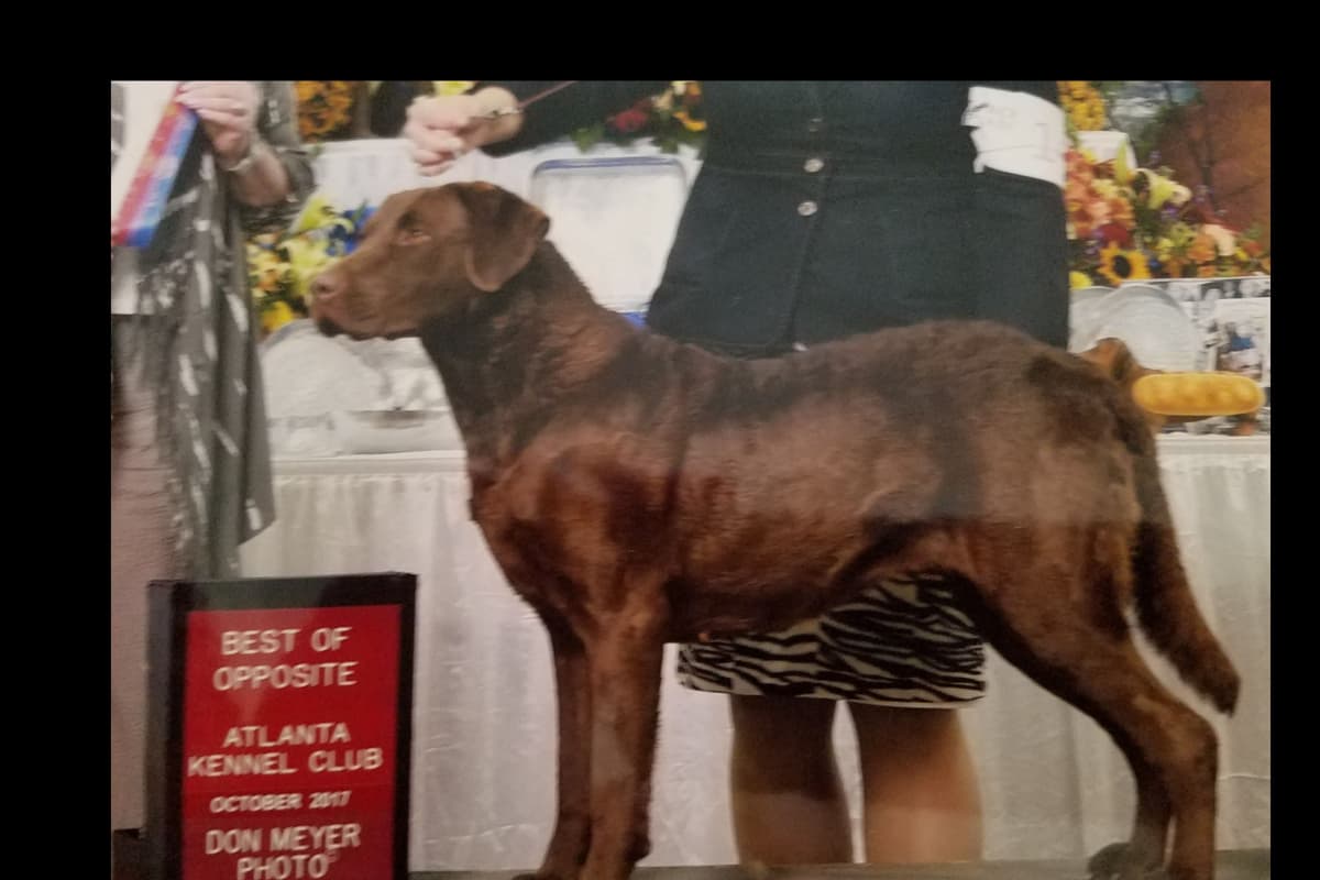 Chesapeake Bay Retriever Puppies breeder image 5
