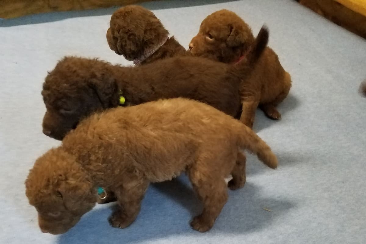 Chesapeake Bay Retriever Puppies breeder image 6