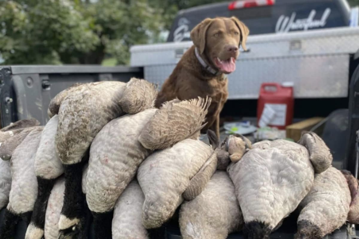 Chesapeake Bay Retriever Puppies breeder image 7