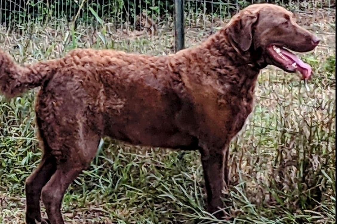 Chesapeake Bay Retriever Puppies breeder image 8