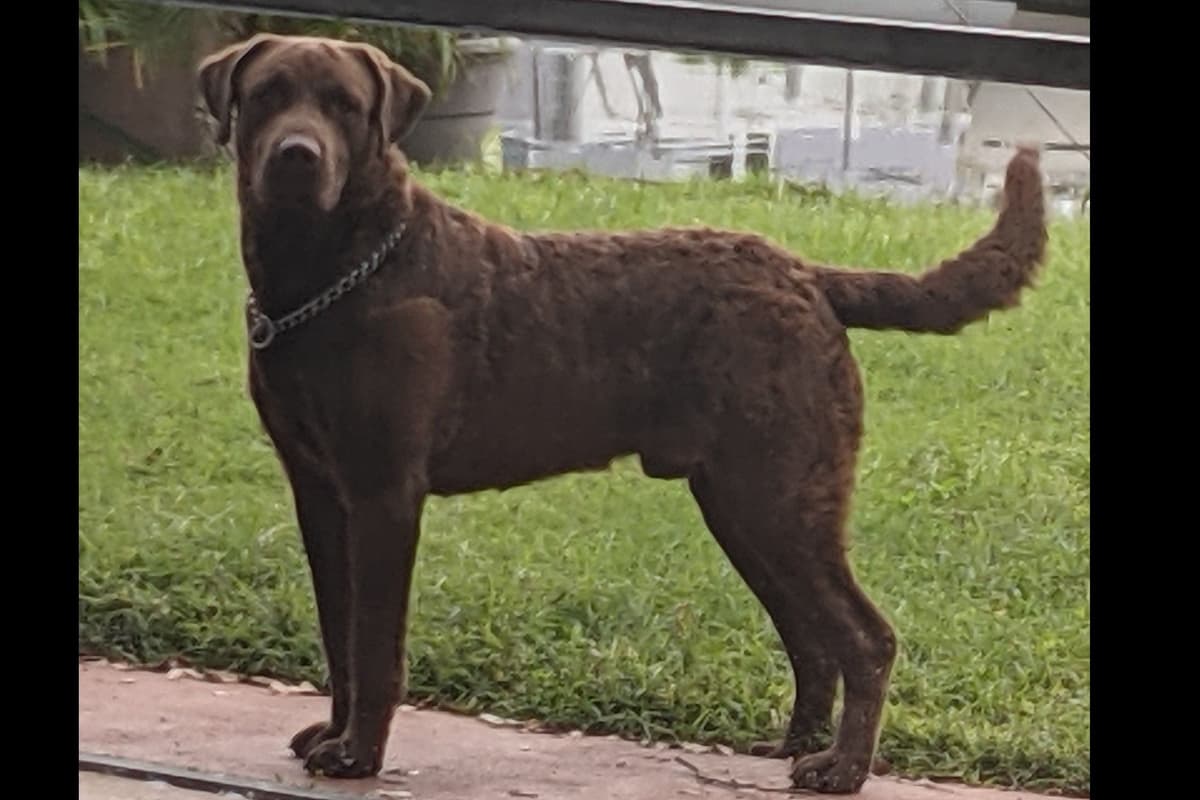Chesapeake Bay Retriever Puppies breeder image 10