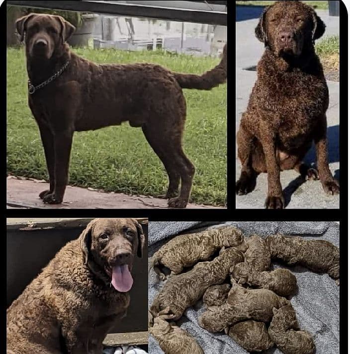 Chesapeake Bay Retriever Puppies breeder image 12