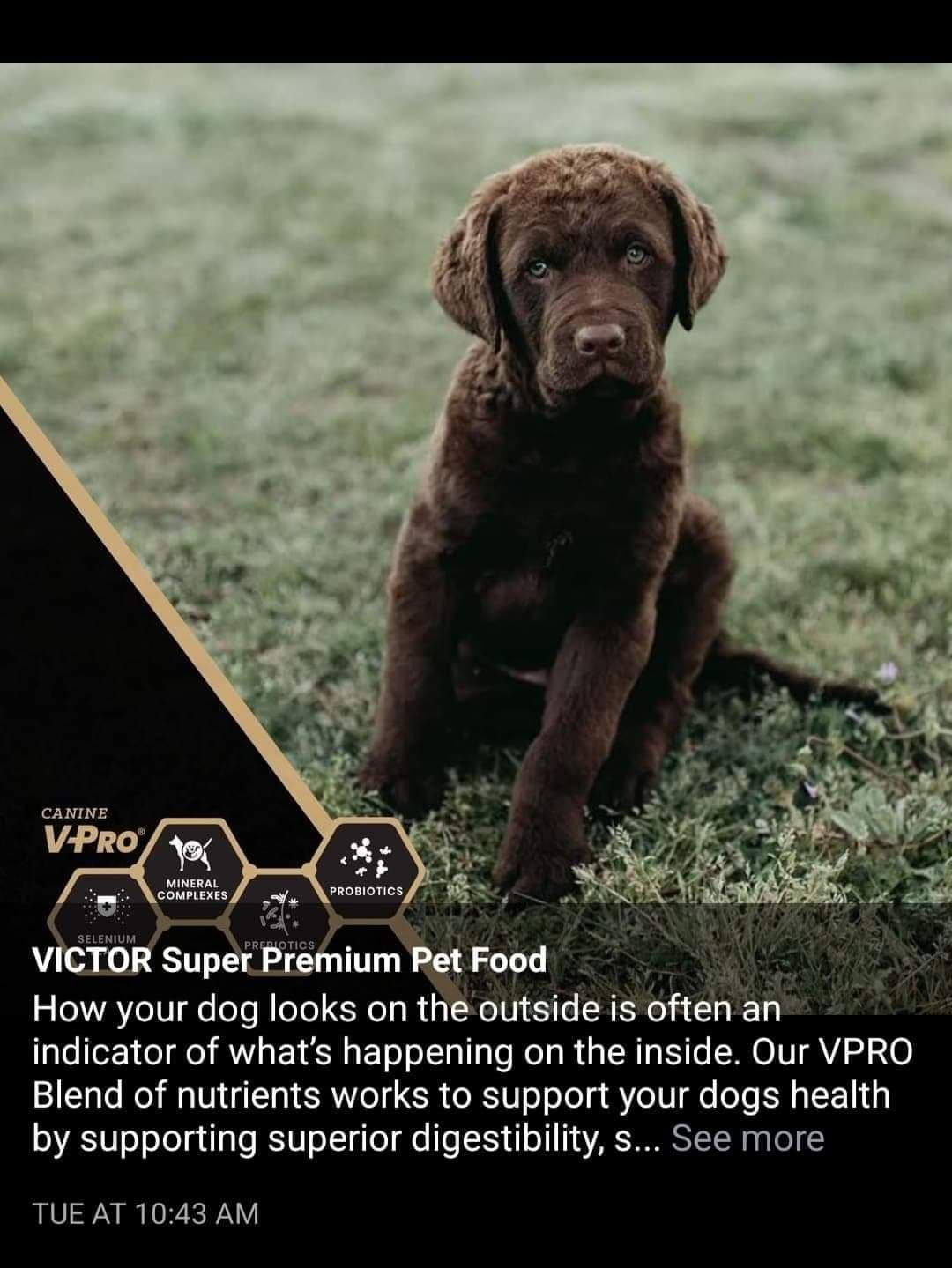 Chesapeake Bay Retriever Puppies breeder image 13