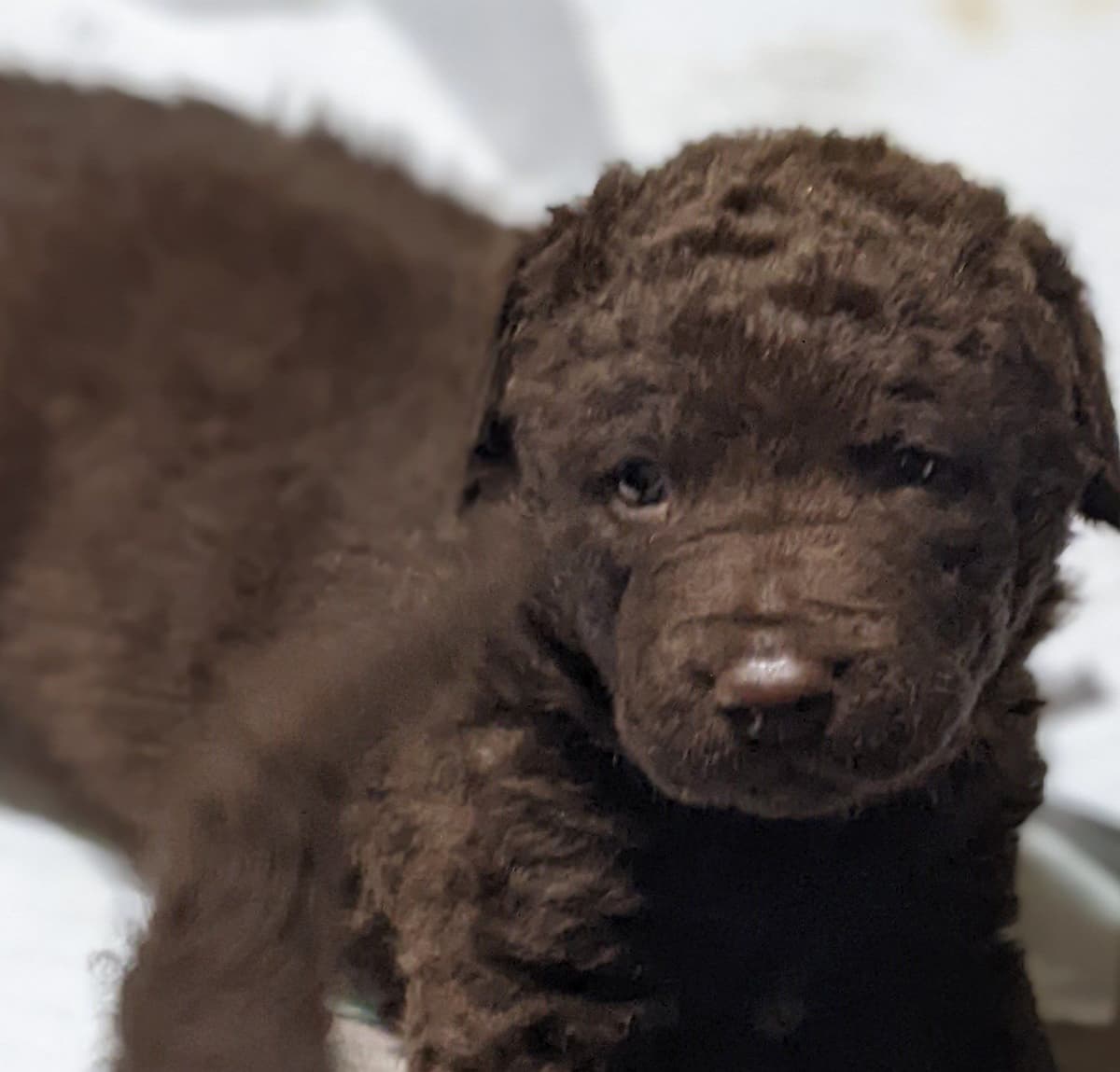 Chesapeake Bay Retriever Puppies breeder image 15