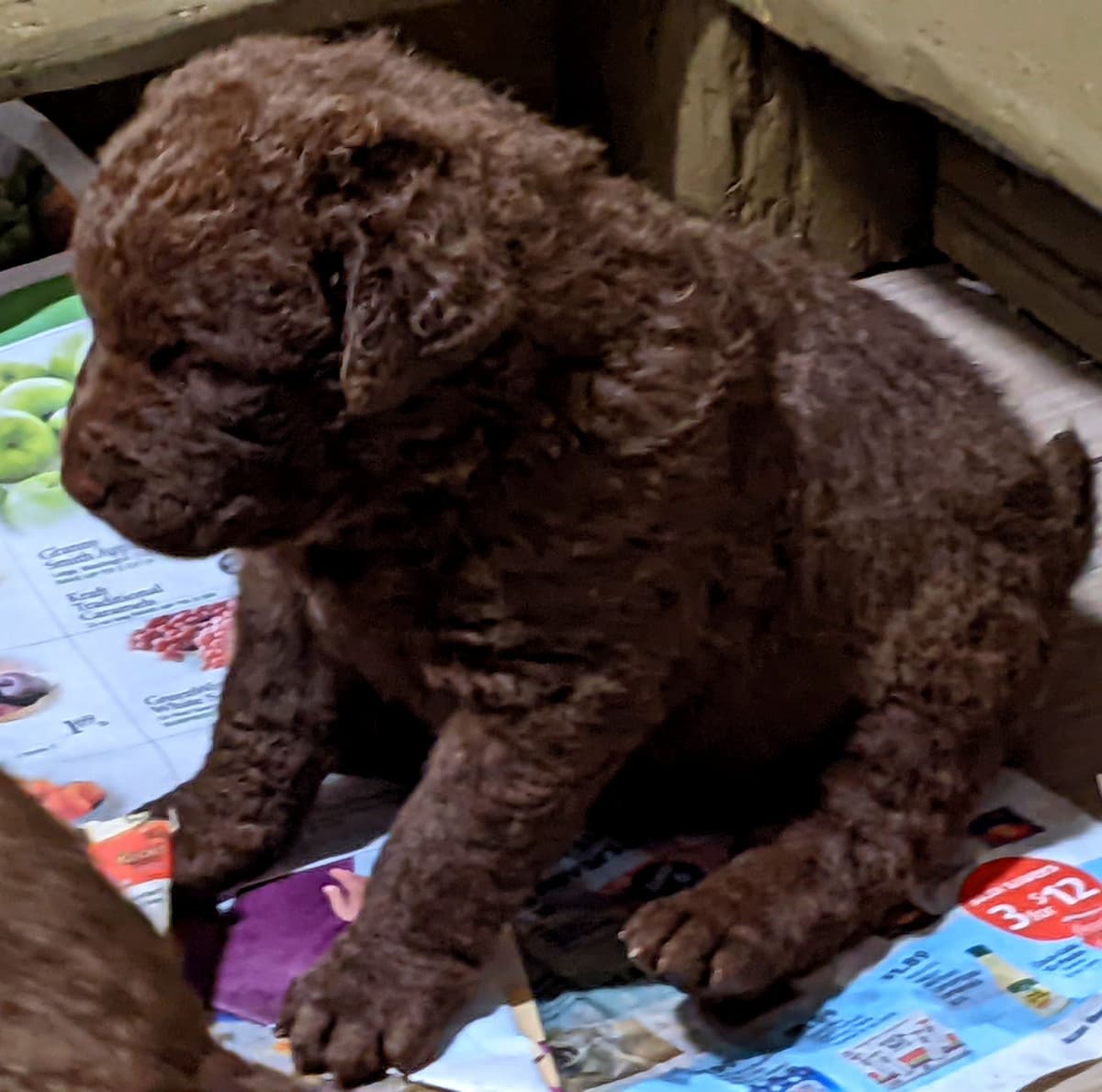 Chesapeake Bay Retriever Puppies breeder image 16