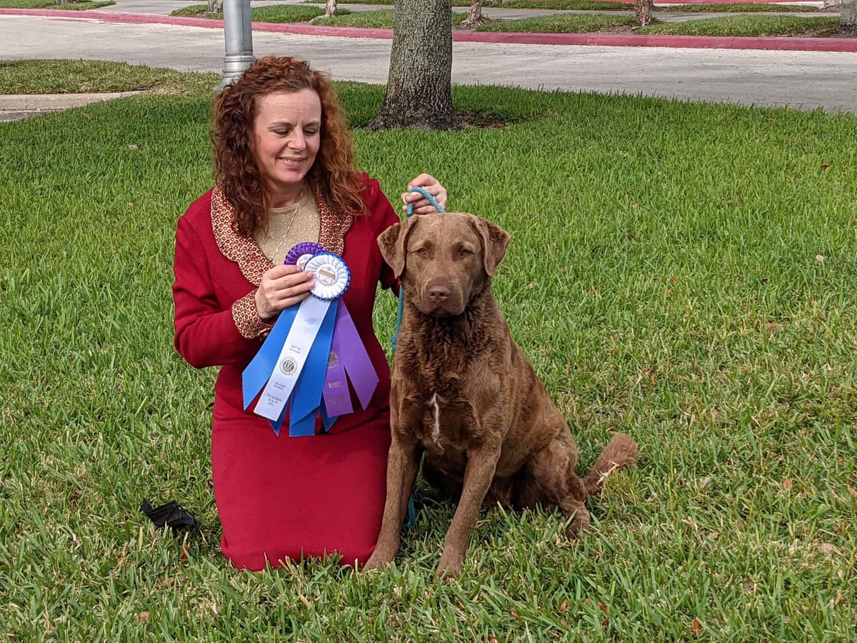 Chesapeake Bay Retriever Puppies breeder image 17