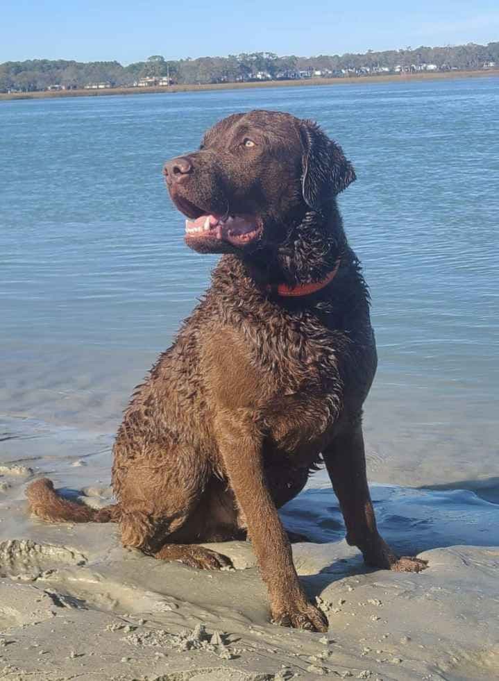 Chesapeake Bay Retriever Puppies breeder image 18