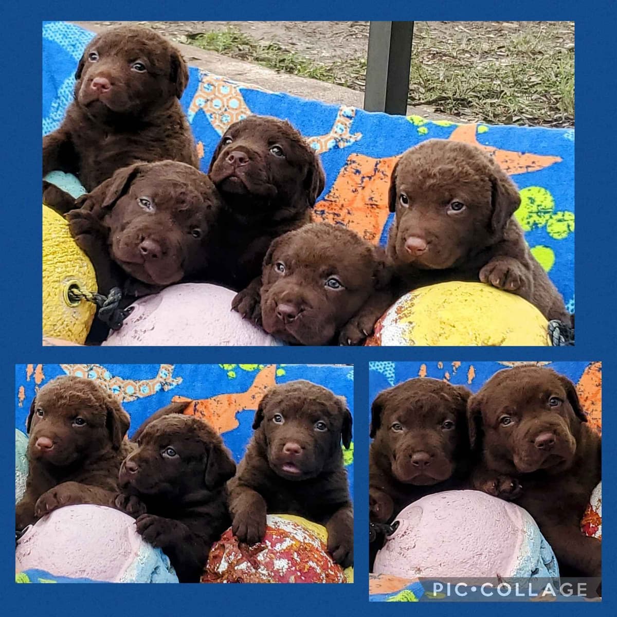 Chesapeake Bay Retriever Puppies breeder image 19