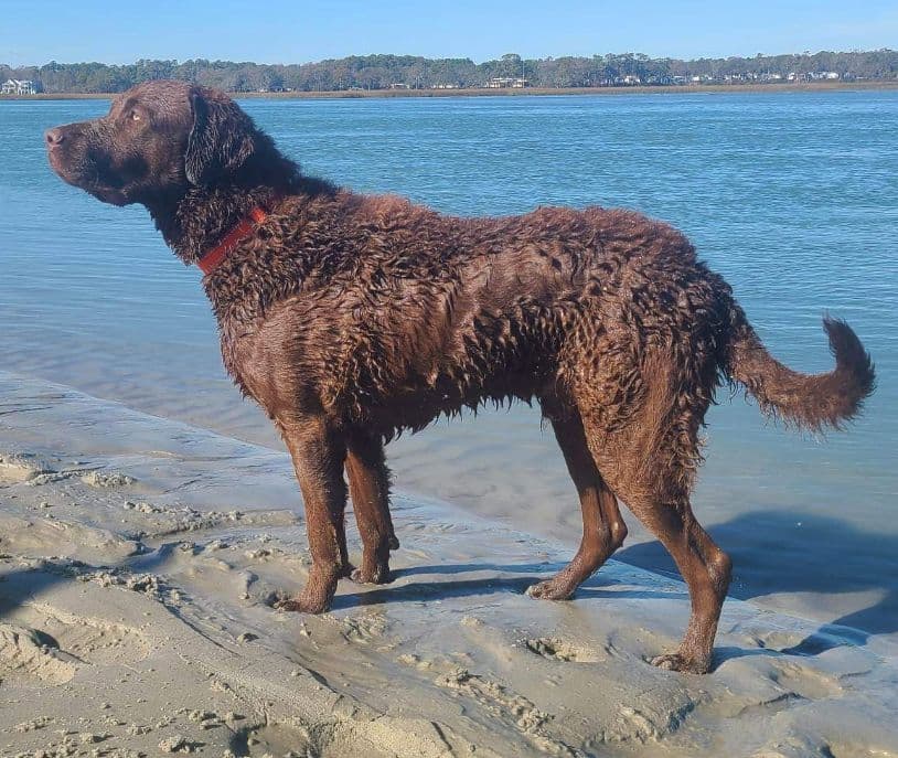 Chesapeake Bay Retriever Puppies breeder image 20