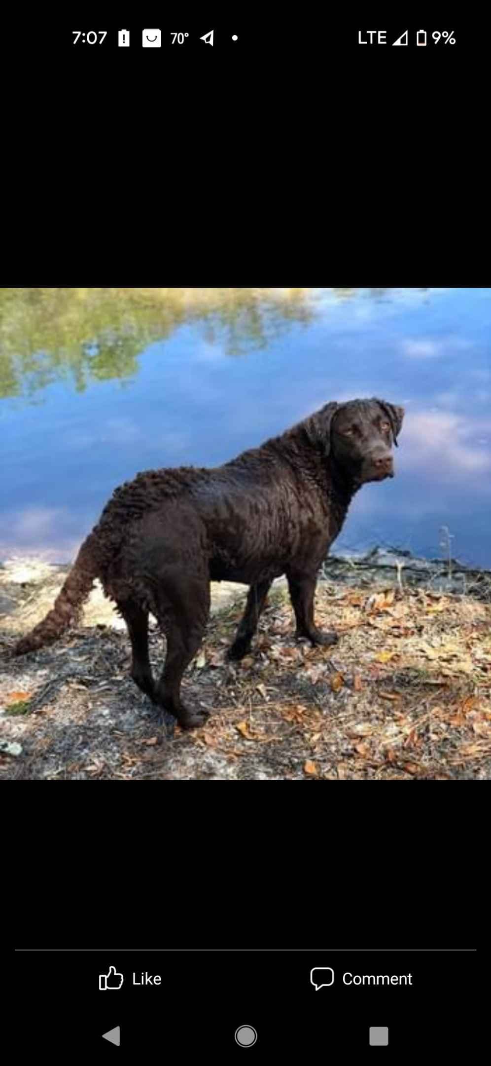 Chesapeake Bay Retriever Puppies breeder image 22