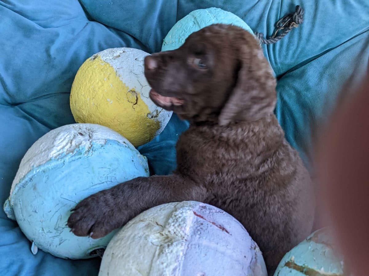 Chesapeake Bay Retriever Puppies breeder image 23