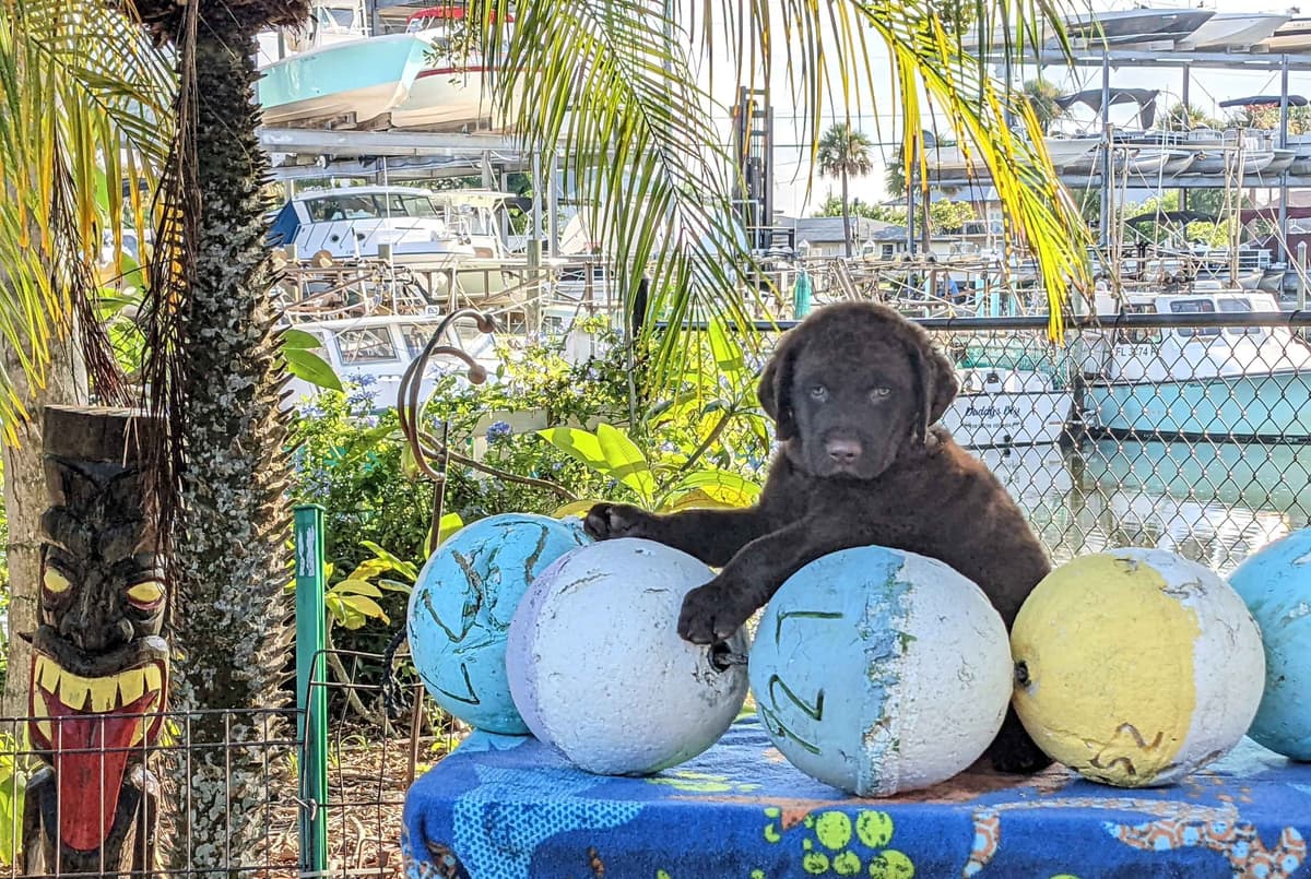 Chesapeake Bay Retriever Puppies breeder image 24