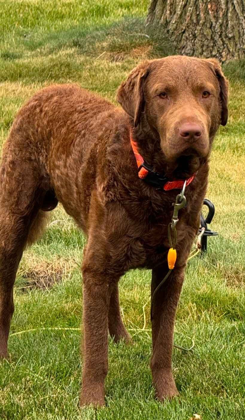 Chesapeake Bay Retriever Puppies breeder image 26