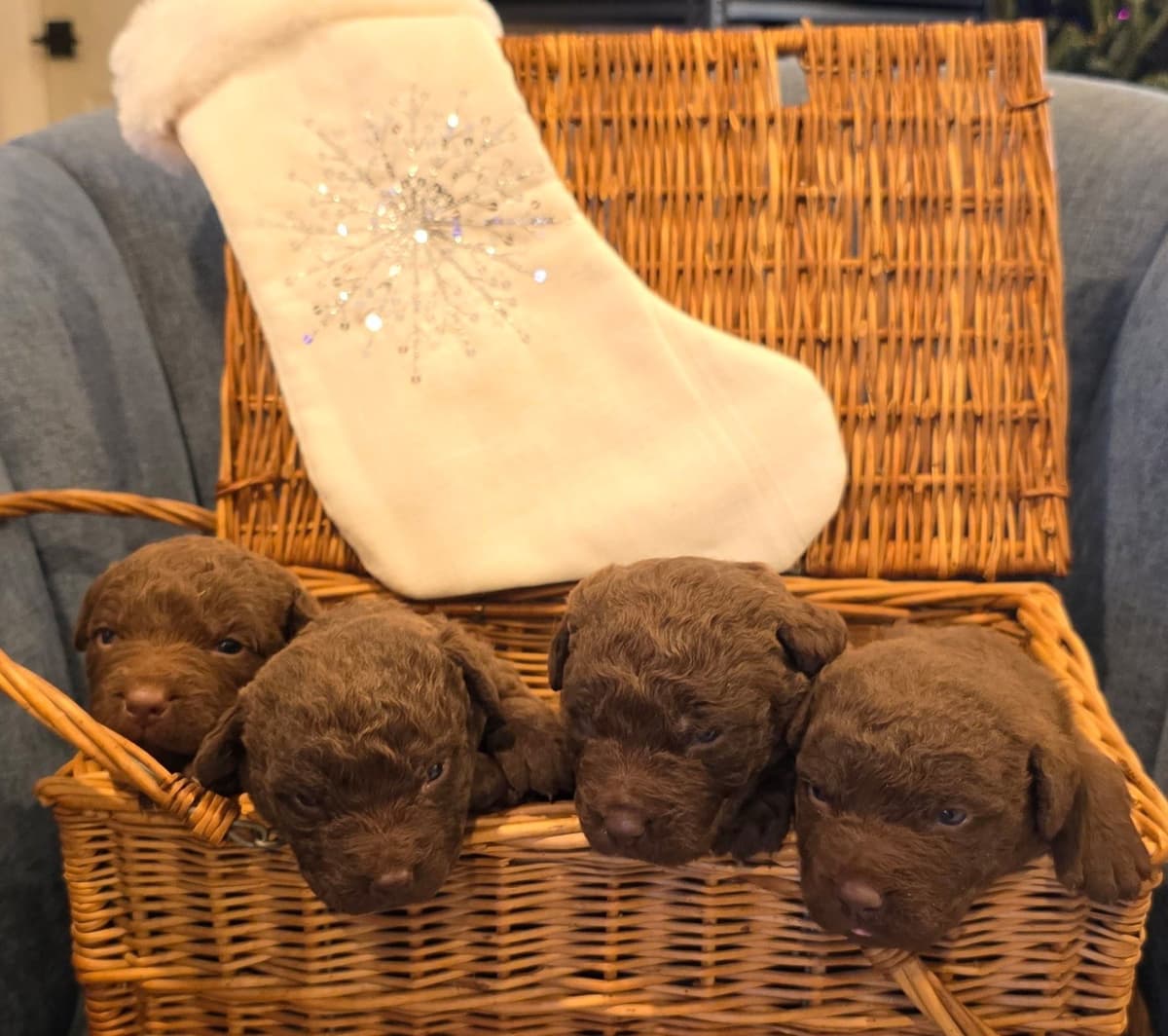 Chesapeake Bay Retriever Puppies breeder image 27
