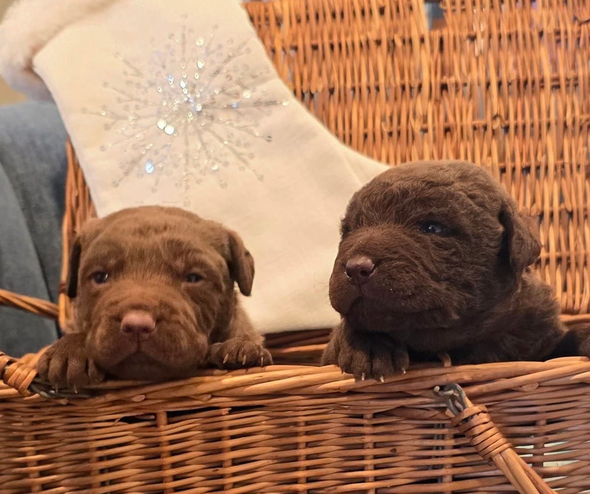Chesapeake Bay Retriever Puppies breeder image 29