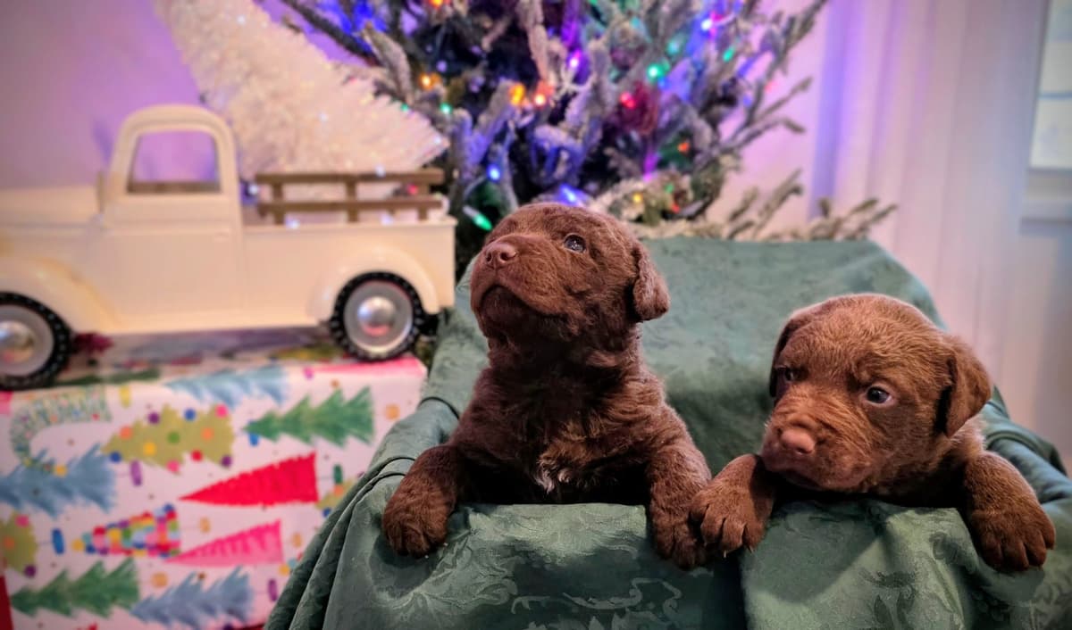 Chesapeake Bay Retriever Puppies breeder image 1