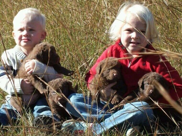 Chesapeake Bay Retriever Puppies breeder image 28