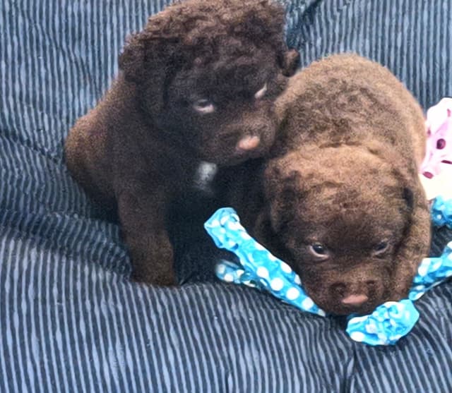 Chesapeake Bay Retriever Puppies media 2