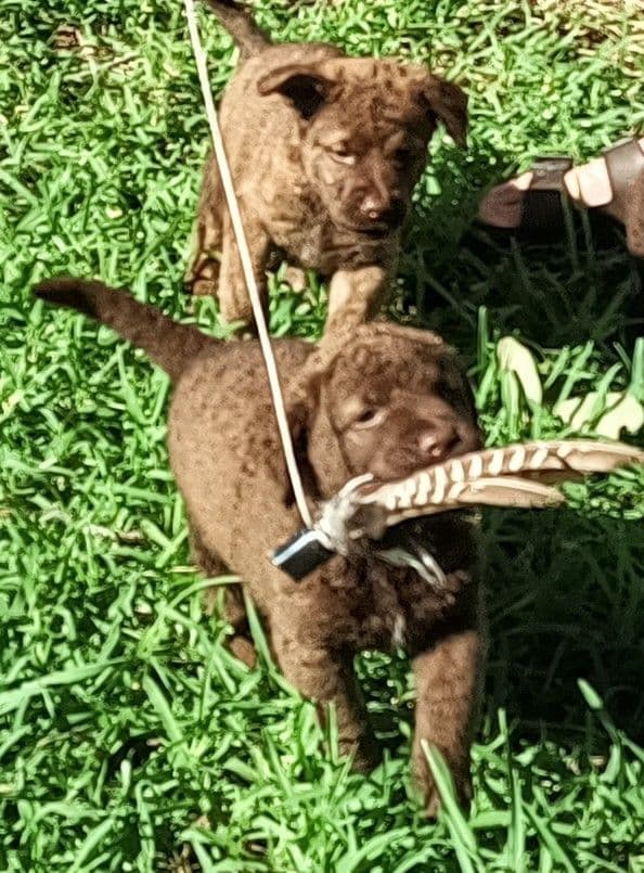 Chesapeake Bay Retriever Puppies media 3