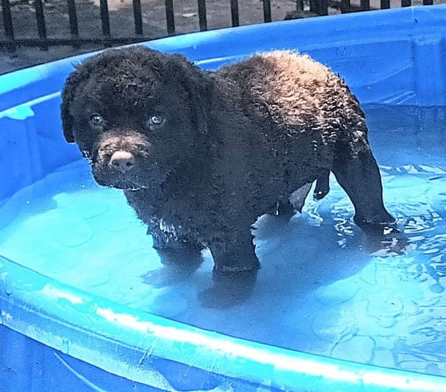 Chesapeake Bay Retriever Puppies media 4