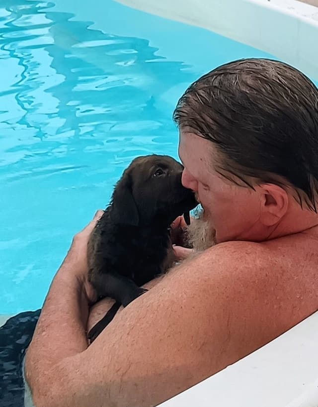 Chesapeake Bay Retriever Puppies media 6