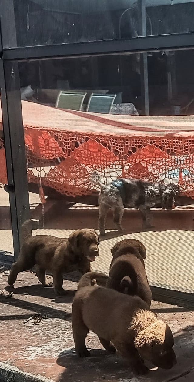 Chesapeake Bay Retriever Puppies media 7