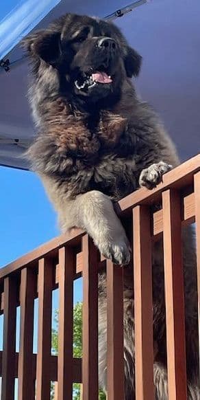 Caucasian Shepherd Dog Puppies breeder image 4