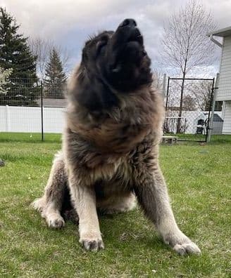 Caucasian Shepherd Dog Puppies breeder image 2