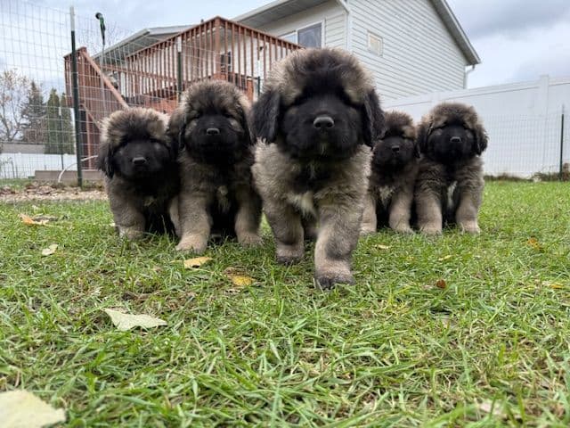 Caucasian Shepherd Dog Puppies breeder image 7