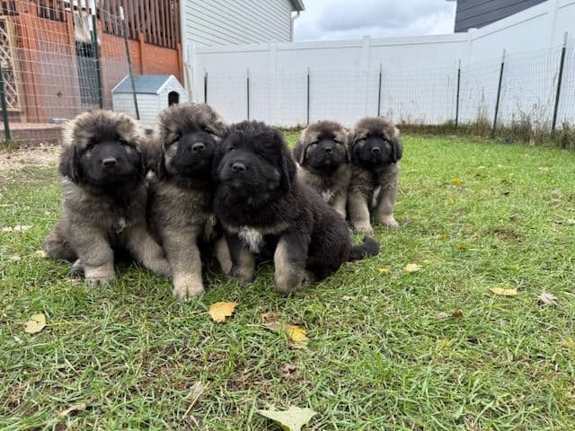 Caucasian Shepherd Dog Puppies breeder image 8