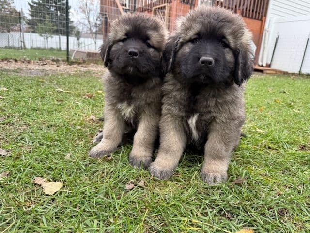 Caucasian Shepherd Dog Puppies breeder image 9