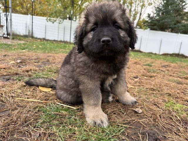 Caucasian Shepherd Dog Puppies breeder image 10