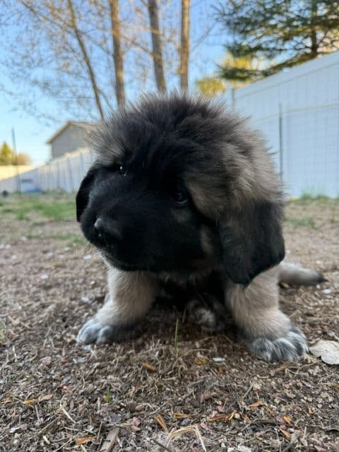 Caucasian Shepherd Dog Puppies media 2