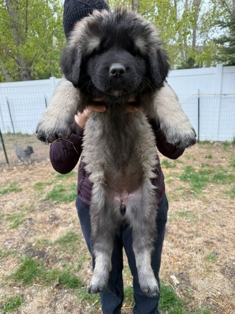 Caucasian Shepherd Dog Puppies media 3