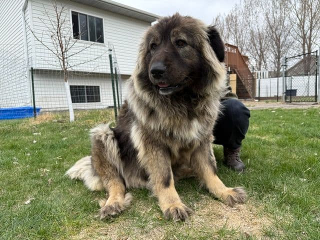 Caucasian Shepherd Dog Puppies breeder image 12