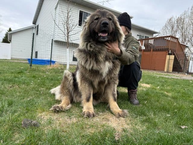 Caucasian Shepherd Dog Puppies media 2