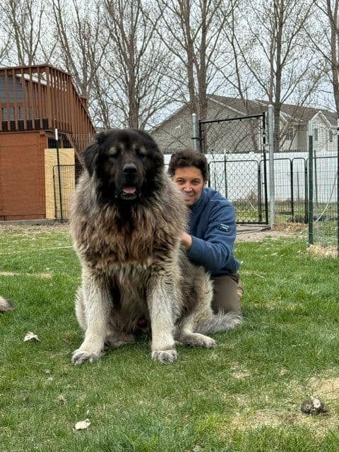 Caucasian Shepherd Dog Puppies media 3