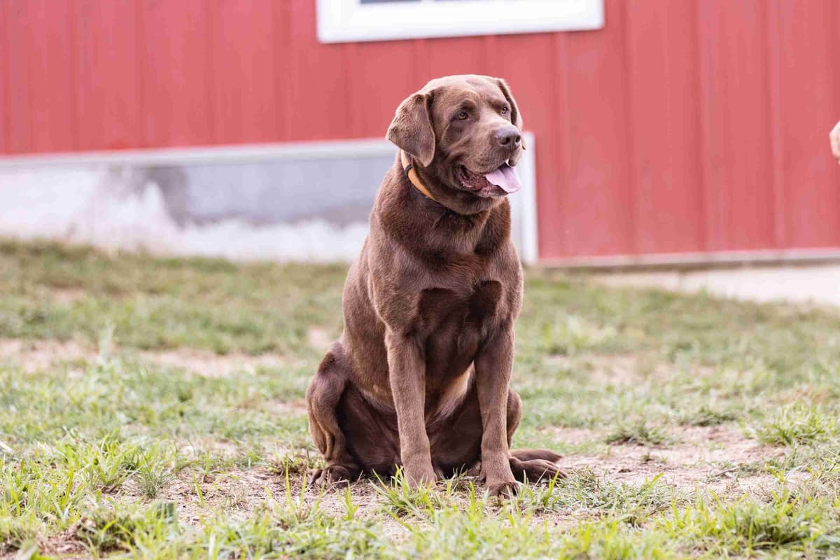 Labrador Retriever Puppies breeder image 4