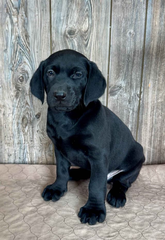 Labrador Retriever Puppies media 2