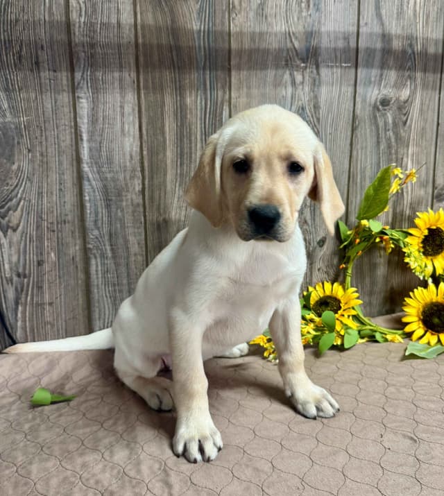 Labrador Retriever Puppies media 2