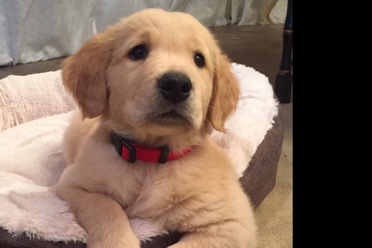 On Golden Pond Golden Retrievers breeder image 2