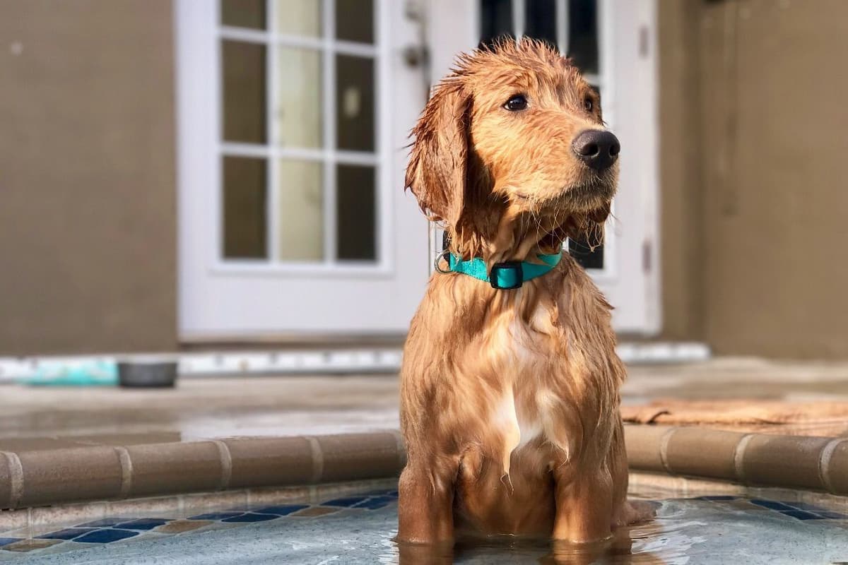 On Golden Pond Golden Retrievers breeder image 5