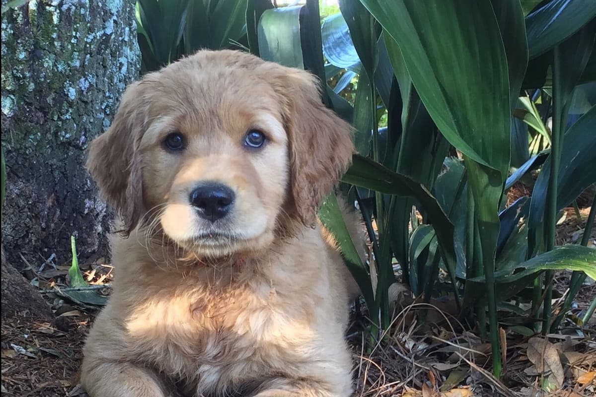 On Golden Pond Golden Retrievers breeder image 8