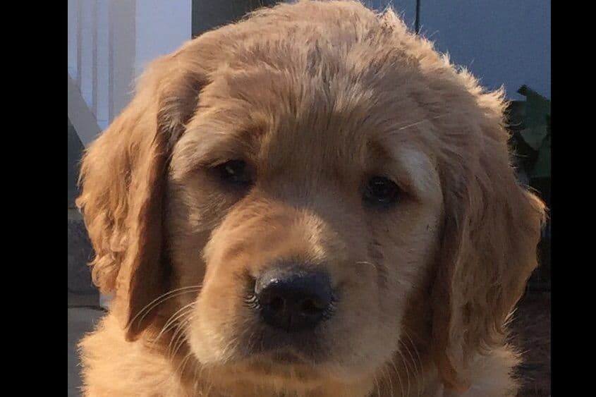 On Golden Pond Golden Retrievers breeder image 9