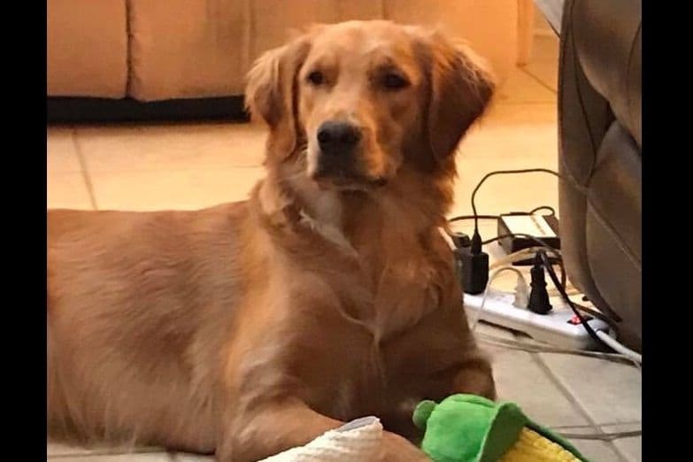 On Golden Pond Golden Retrievers breeder image 10
