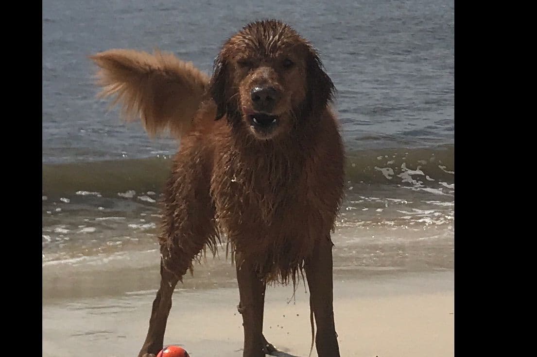 On Golden Pond Golden Retrievers breeder image 11