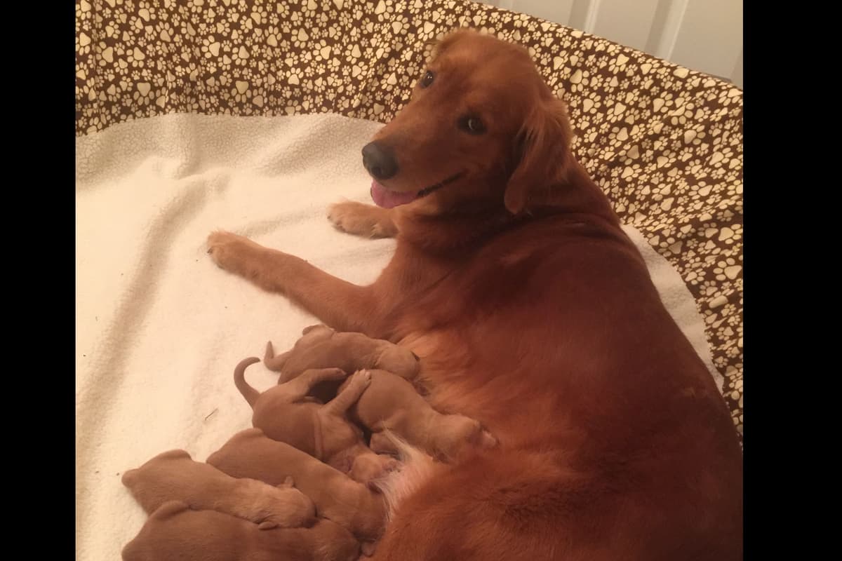 On Golden Pond Golden Retrievers breeder image 12