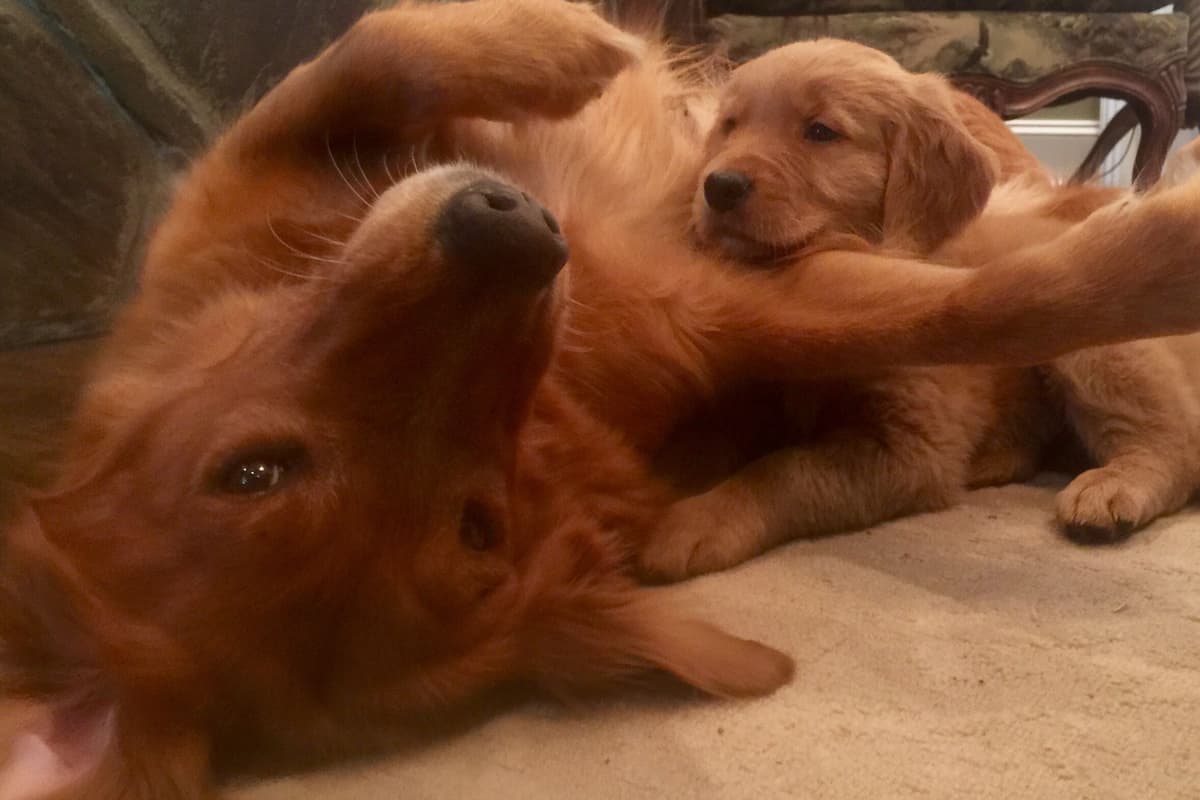On Golden Pond Golden Retrievers breeder image 13