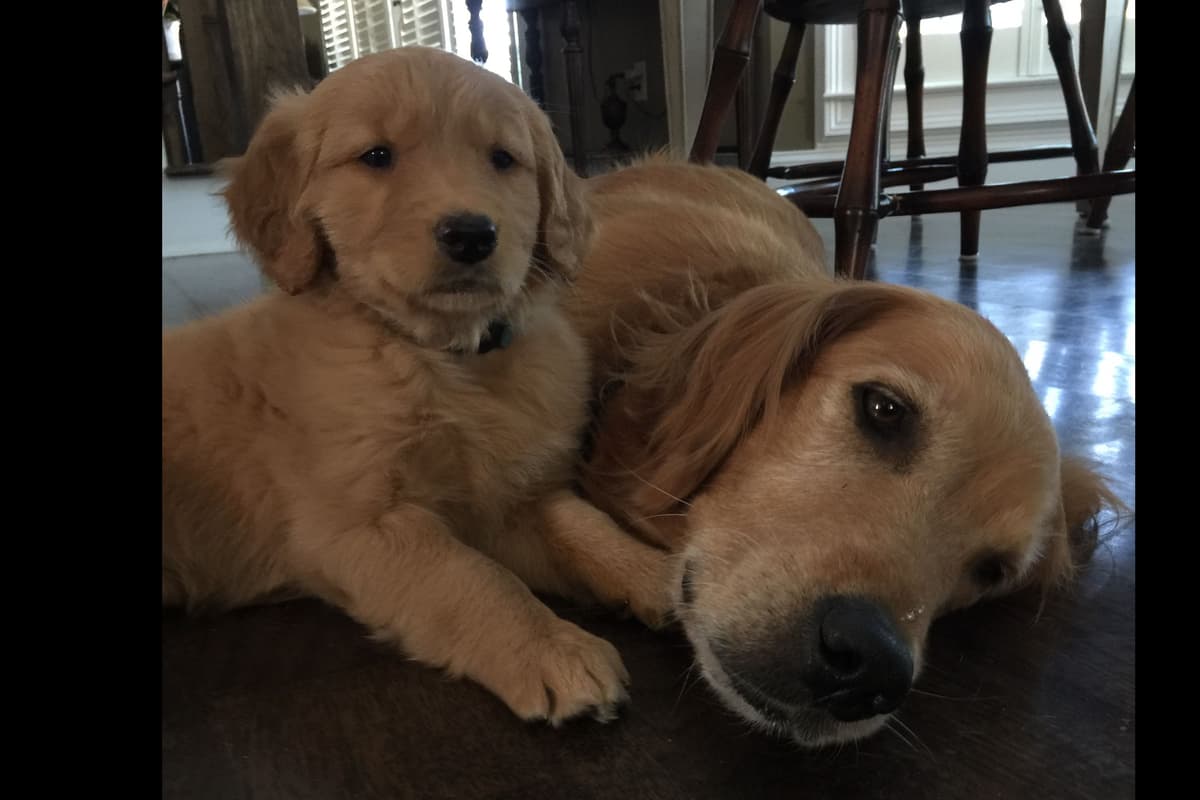 On Golden Pond Golden Retrievers breeder image 14
