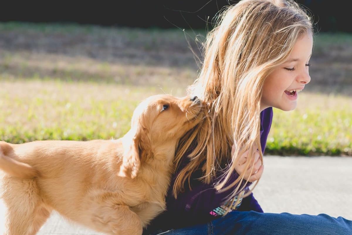 On Golden Pond Golden Retrievers breeder image 15
